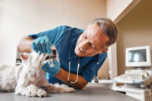 Best Emergency Dentist for Special Needs Patients in Vista, CA